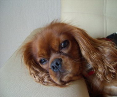 Cavalier King Charles Spaniel Fotos