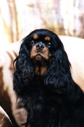 Foto von Cavalier King Charles Spaniel Weibchen