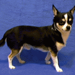 Chihuahua