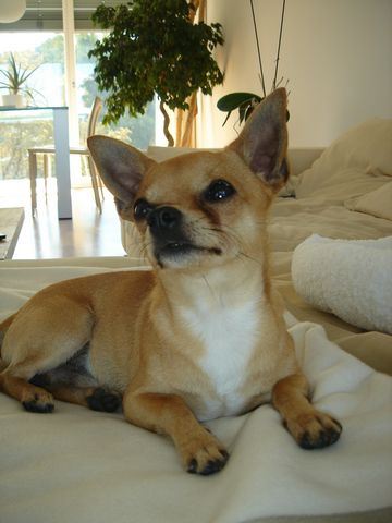 Chihuahua im Zwinger