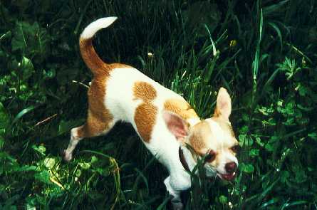 Chihuahua Hündin auf dem Rasen