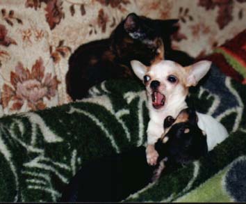 Chihuahua Welpen Bilder