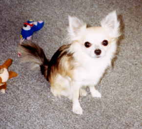 Chihuahua Welpe Bilder