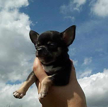 Chihuahua Welpe Bilder