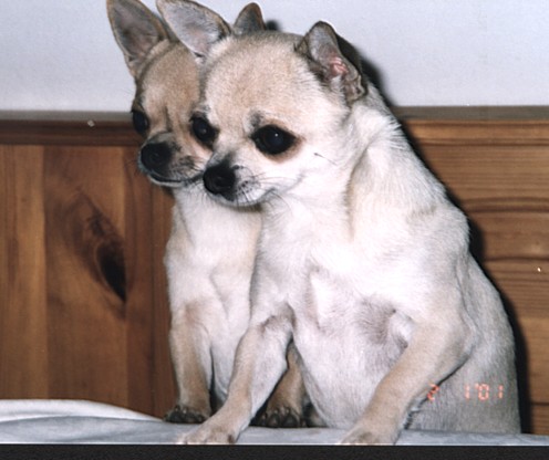 Chihuahua Weibchen Welpen Bilder