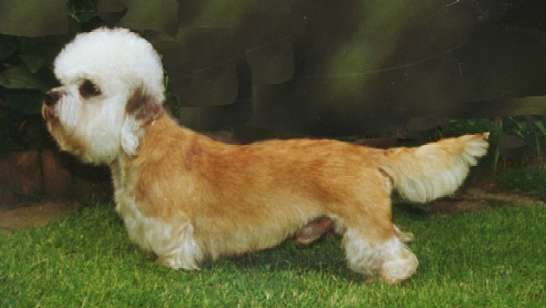 Dandie Dinmont Terrier auf dem Rasen