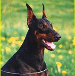 Dobermann Bilder