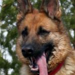 Schäferhund Portrait