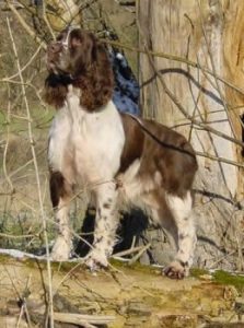 English Springer Spaniel Hunderasse Bilder & Fotos - Hund.ch