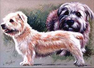 Irish Glen of Imaal Terrier Bilder