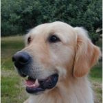 Golden Retriever Bilder