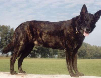 Holländischer Schäferhund