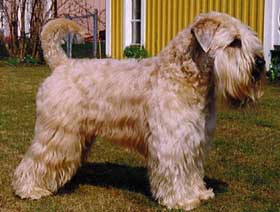 Irish Soft Coated Wheaten Terrier Bilder