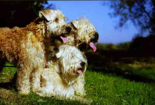 Bilder von Irish Soft Coated Wheaten Terrier