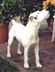 Parson Jack Russell Terrier Bilder