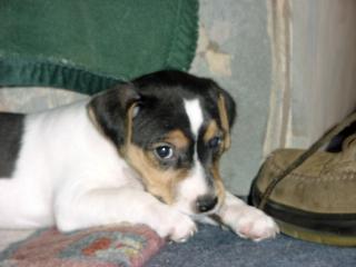 Parson Jack Russell Terrier Welpe Bilder