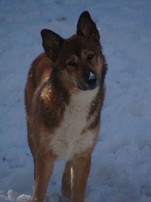 Kanaan Hund Bilder & Fotos - Hund.ch