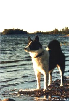 Karelischer Bärenhund Bilder