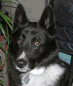 Laska Karelischer Bärenhund