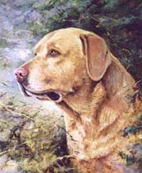 Labrador retriever Portrait