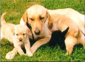 Labrador Retriever Familie
