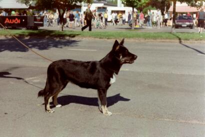 Lappländischer Rentierhund
