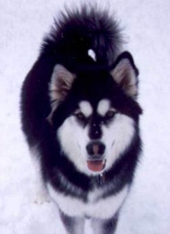 Alaskan Malamute im Schnee