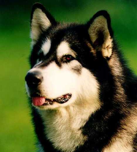 Alaskan Malamute