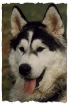 Alaskan Malamute Bilder