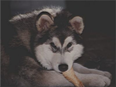 Foto von Alaskan Malamute