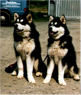 Alaskan Malamute im 2er Pack