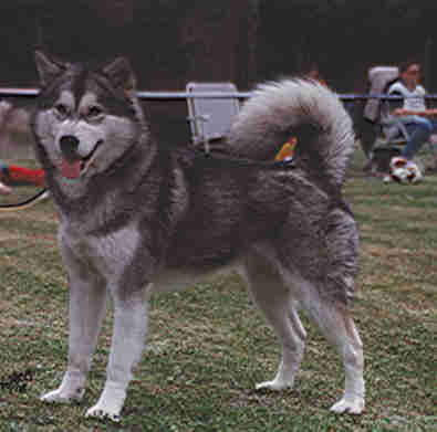 Alaskan Malamute auf dem Rasen