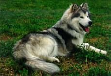 Alaskan Malamute auf dem Rasen