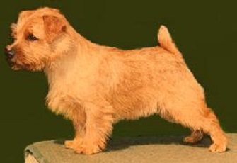 Norfolk Terrier Bilder