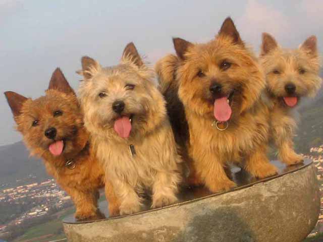 Norwich Terrier Bilder