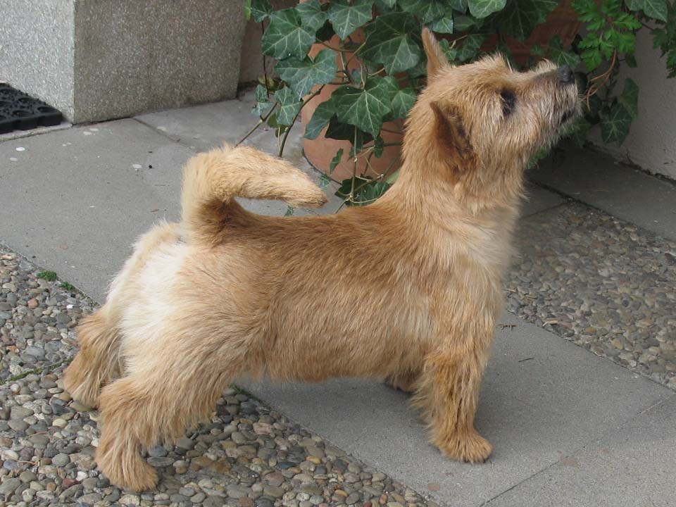 Norwich Terrier Bilder