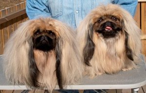 Pekinese Bilder