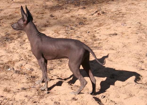 Peruanischer Nackthund Grosse