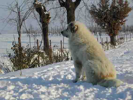Pyrenäenberghund im Schnee