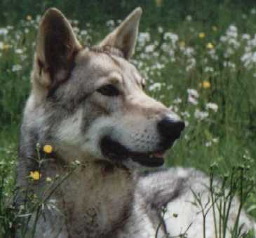 Saarlooswolfhund Portrait