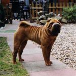 Shar Pei