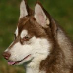 Siberian Husky