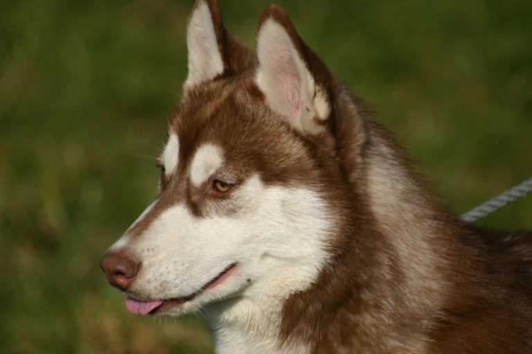 https://www.hund.ch/rasse/siberianhusky.htm