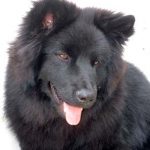 Schwedischer Lapphund