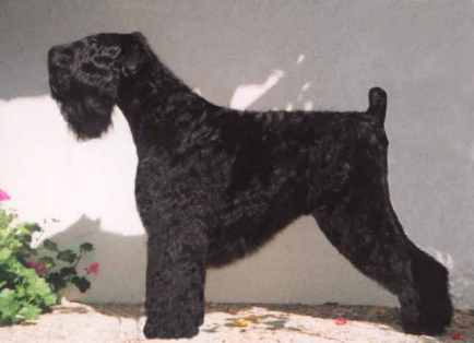 Schwarzer Russischer Terrier Bilder