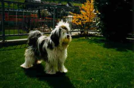 Tibet Terrier auf dem Rasen