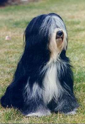 Tibet Terrier Bilder