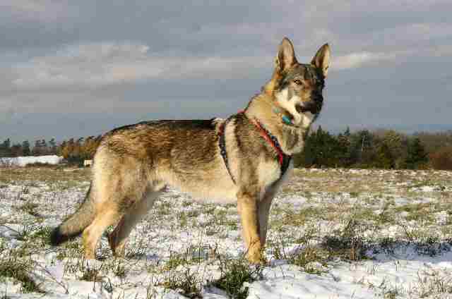Tschechoslowakischer Wolfhund Bilder
