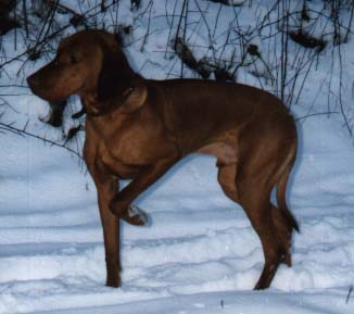 Drahthaariger Ungarischer Vorstehhund im Schnee