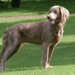 Weimaraner